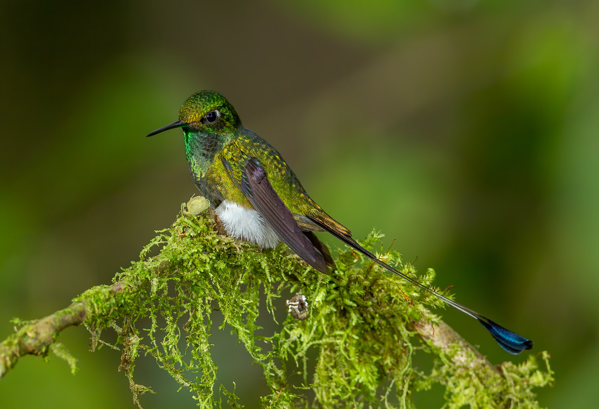 Booted Racket-tail