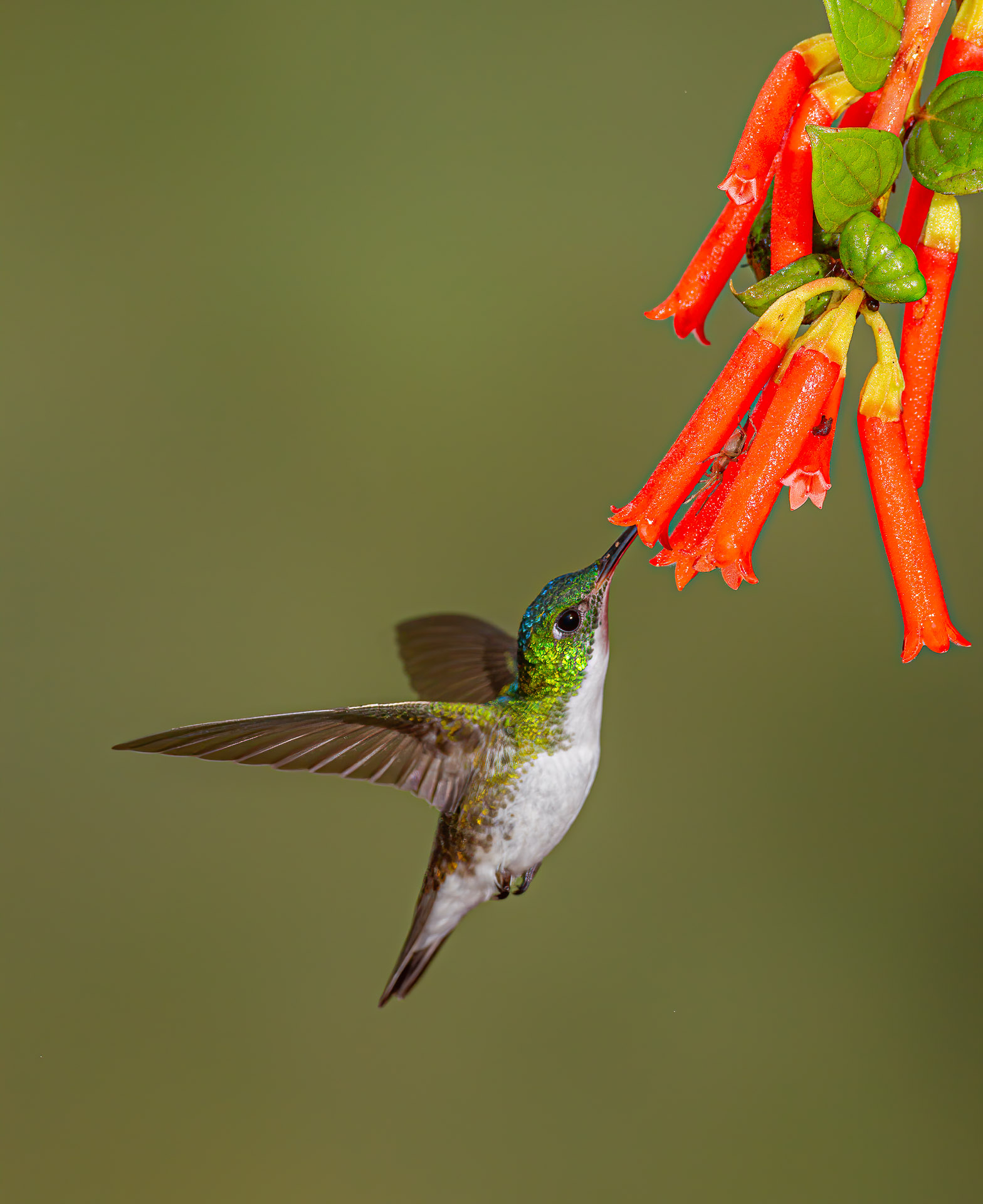 Andean Emerald