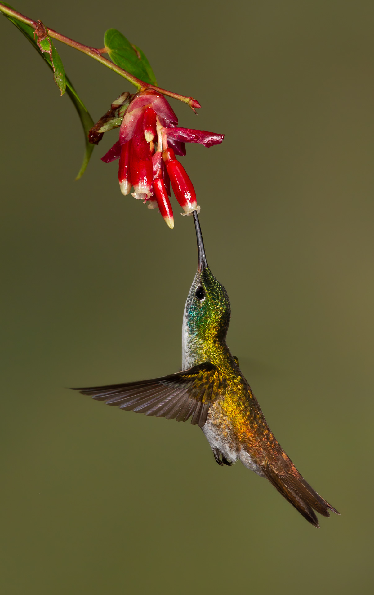 Andean Emerald