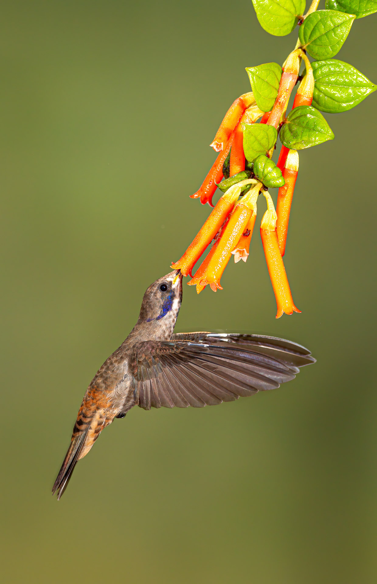 Brown Violetear