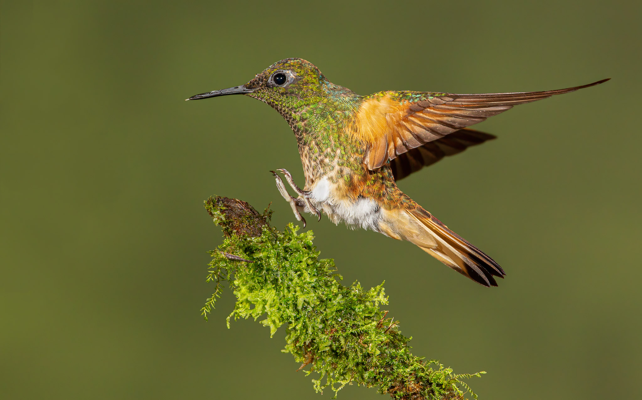 Buff-tailed Coronet