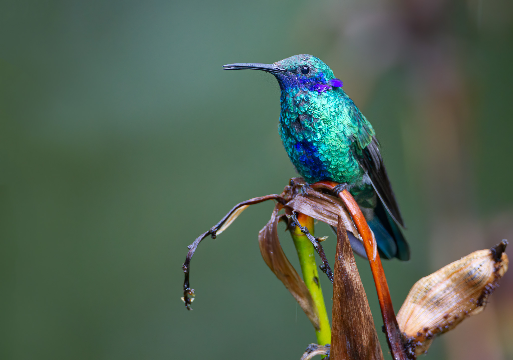 Sparkling Violetear