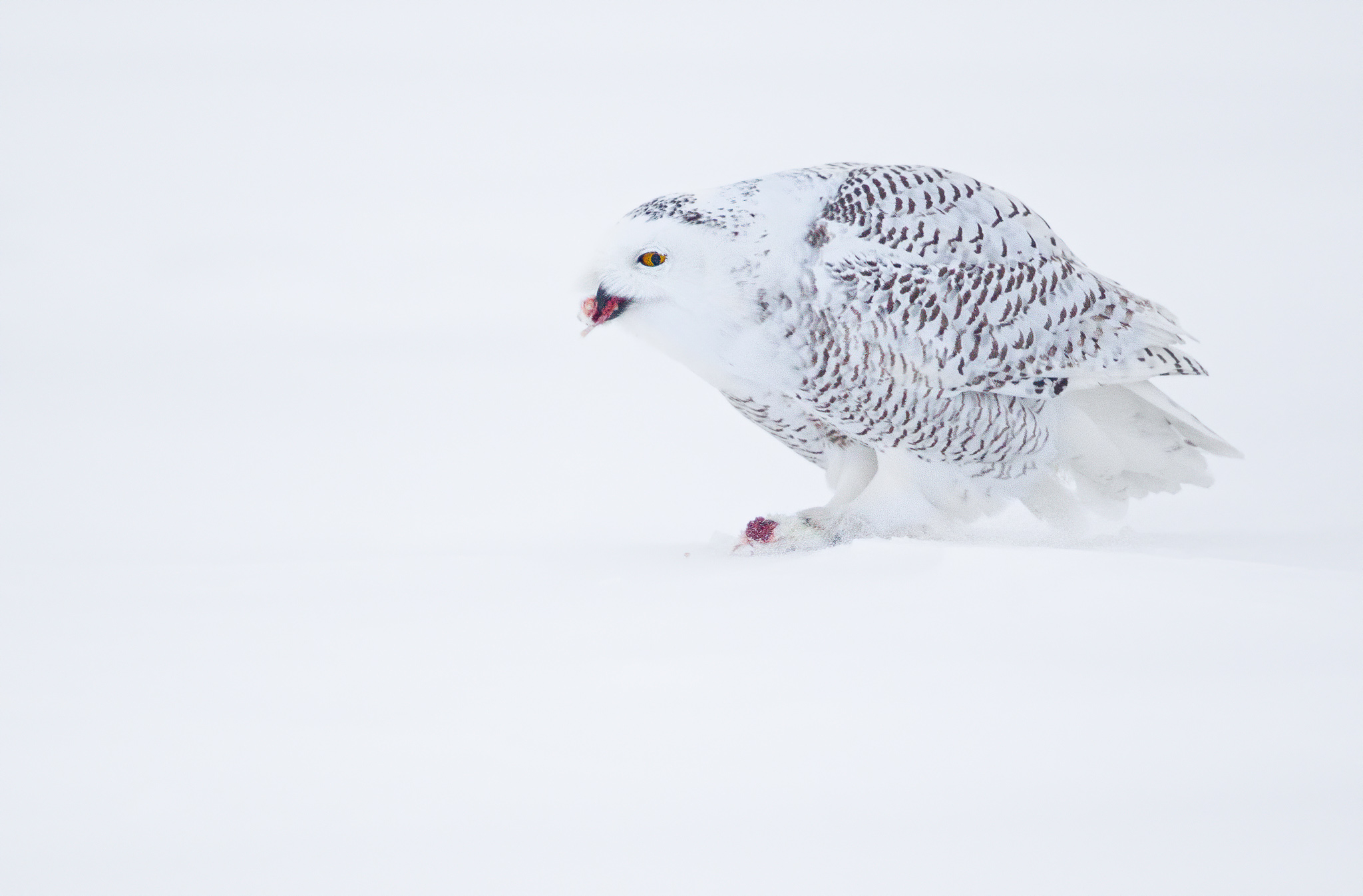 SNOW