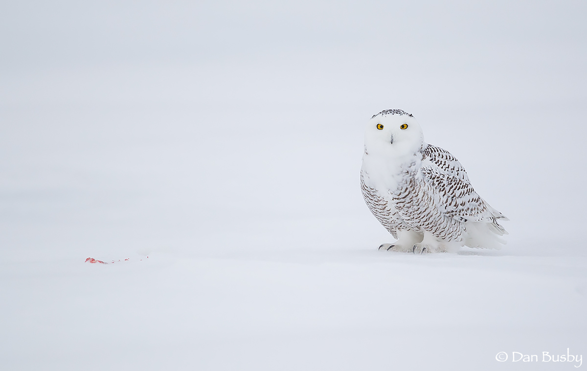 SNOW