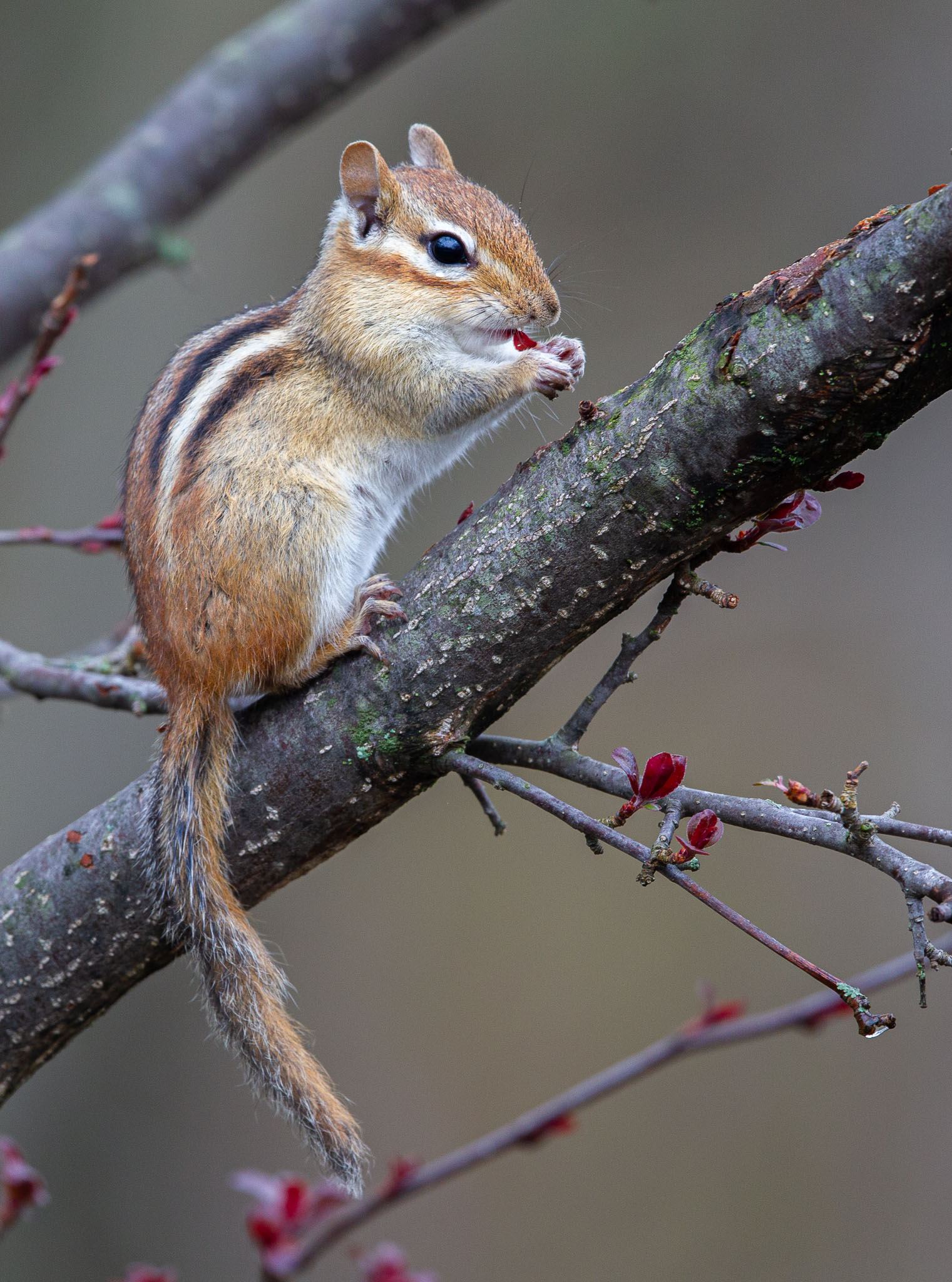 Eastern Chipmunk