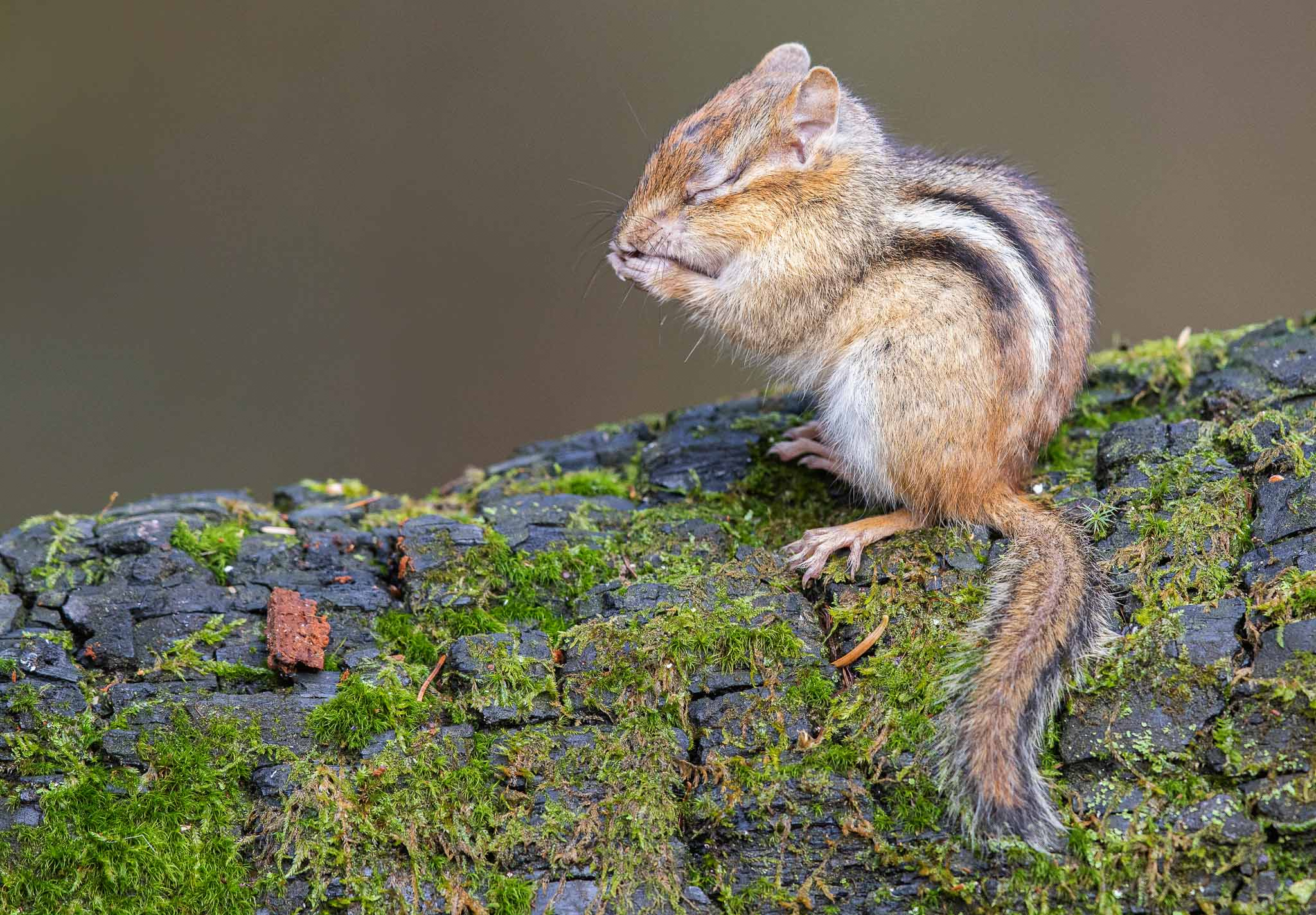 Eastern Chipmunk