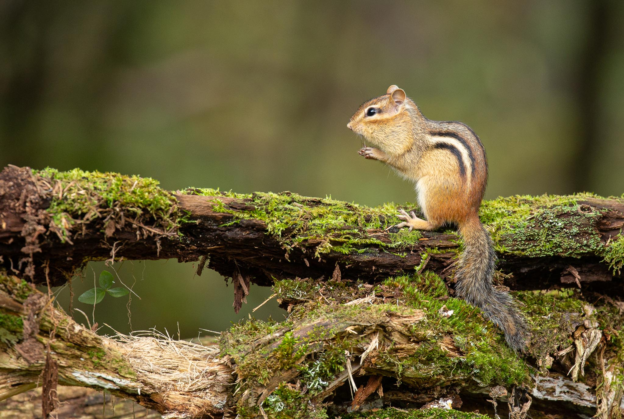 Eastern Chipmunk