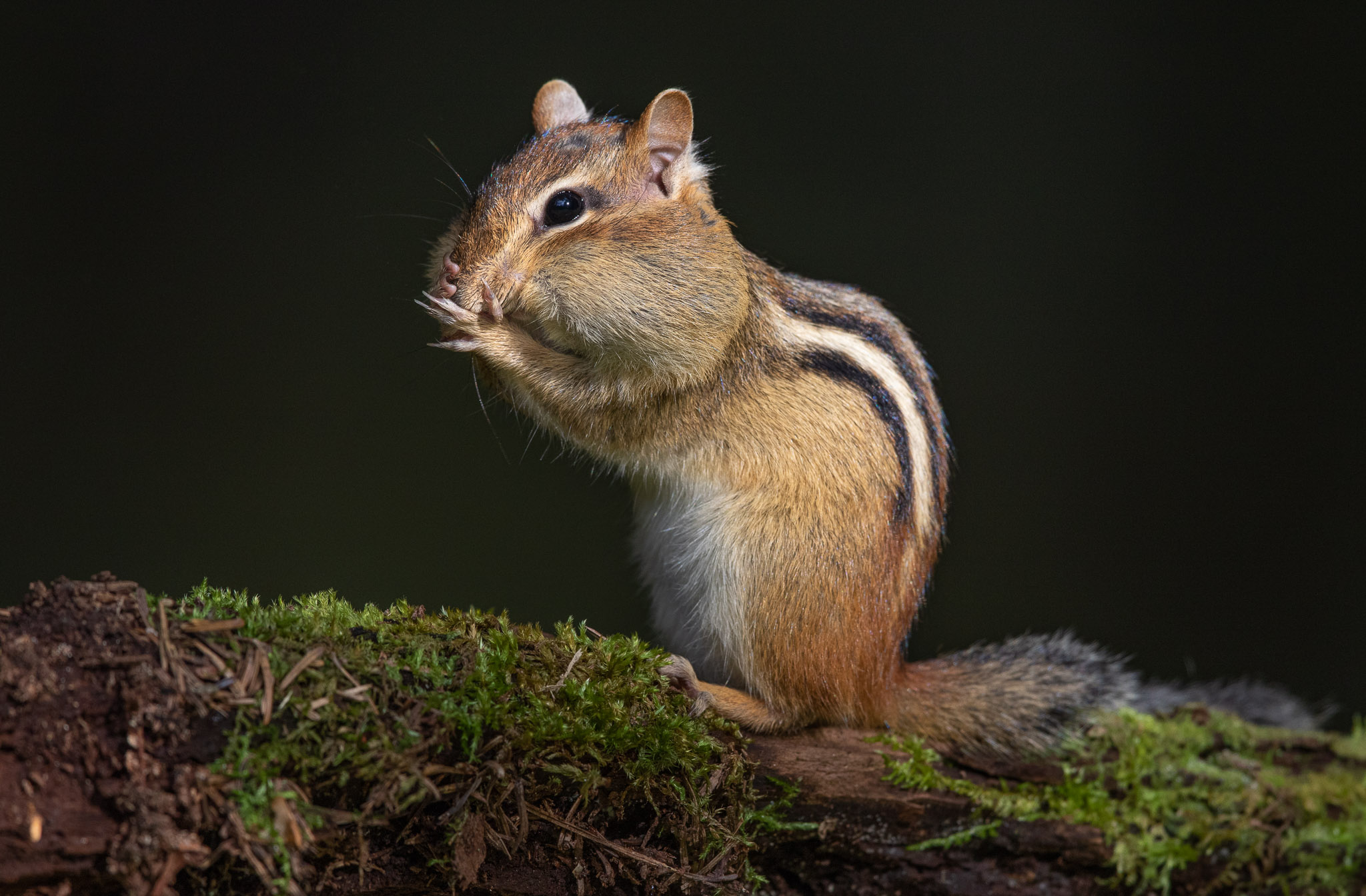 Eastern Chipmunk