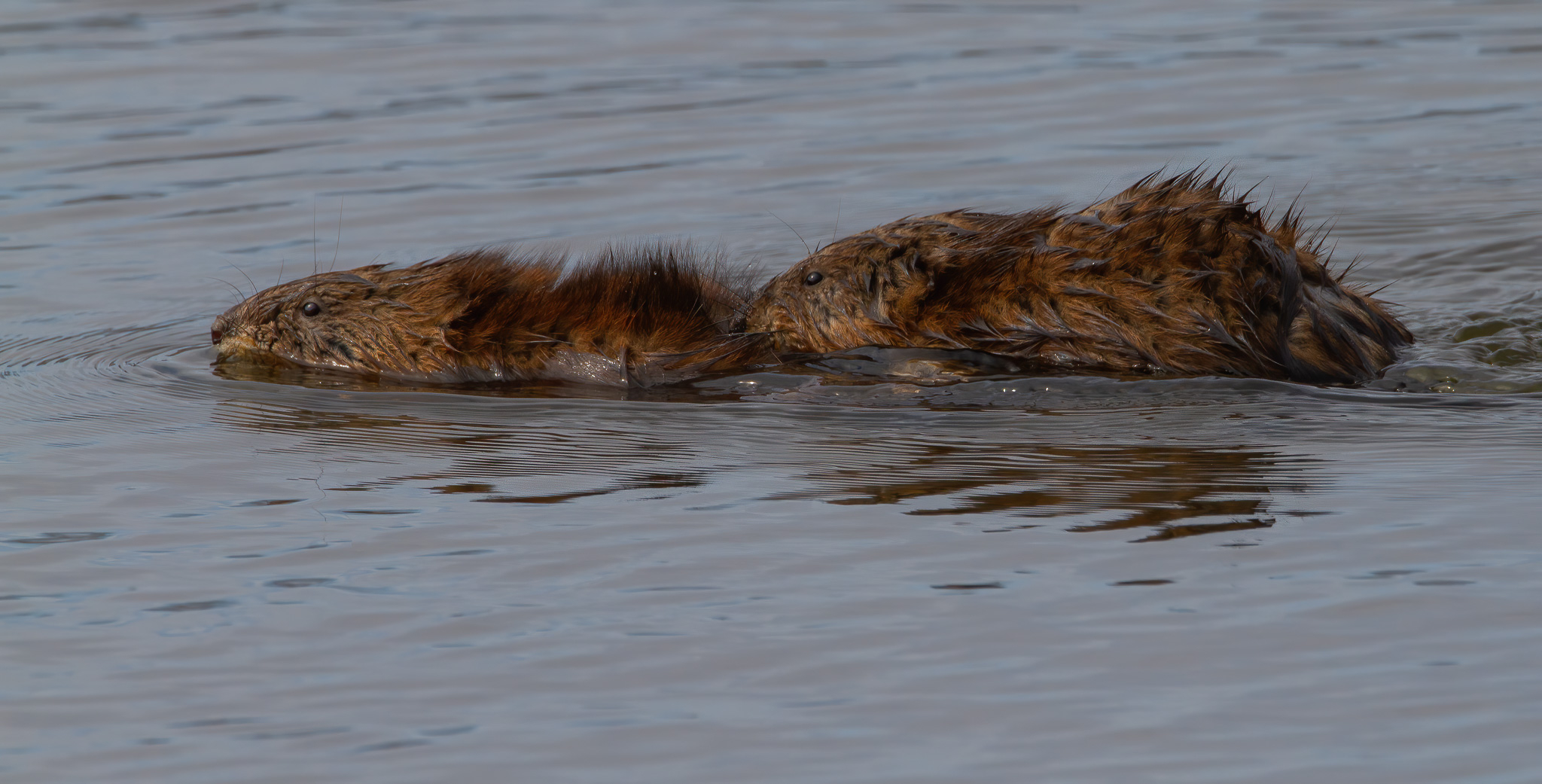 Muskrat