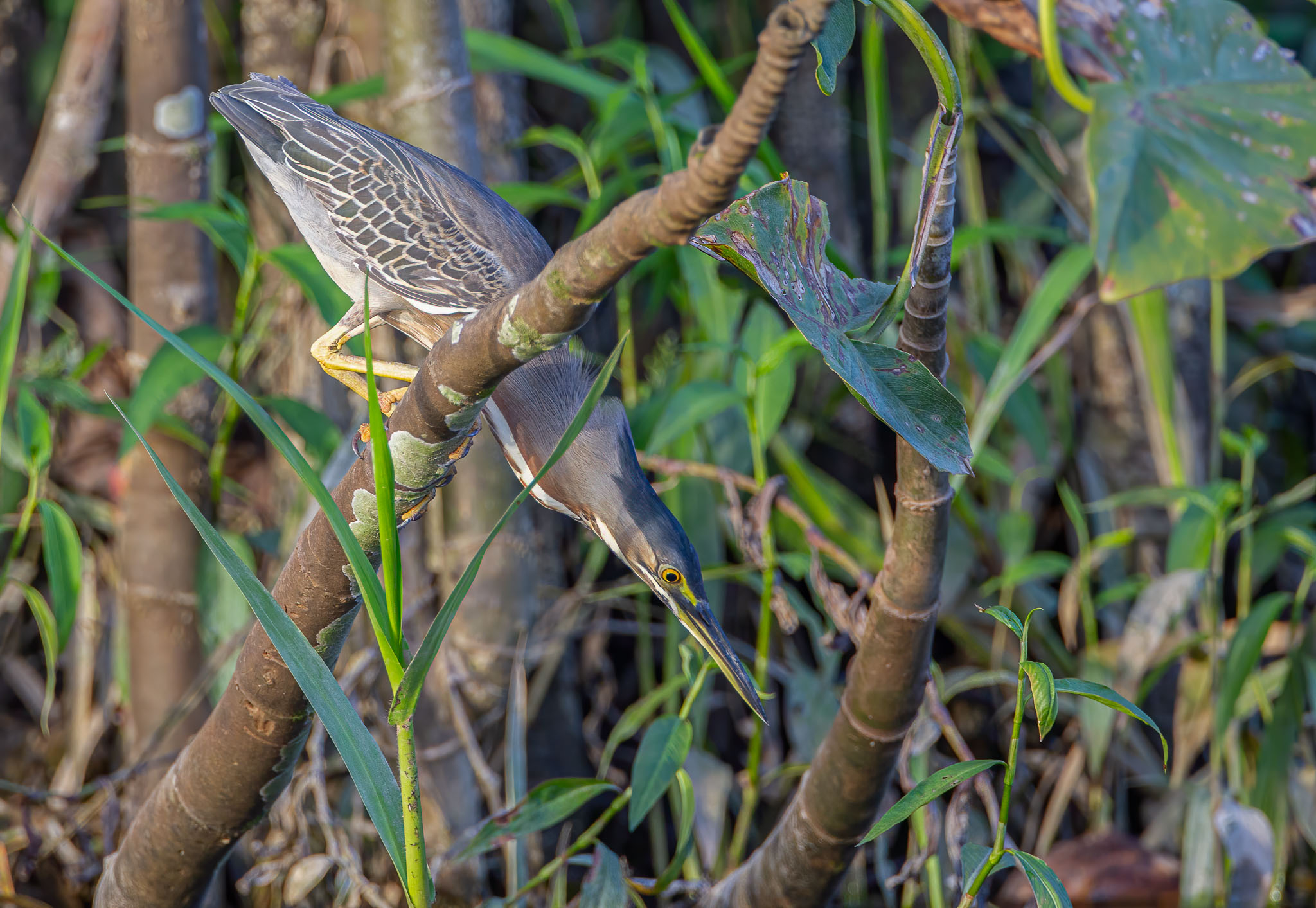 Striated Heron