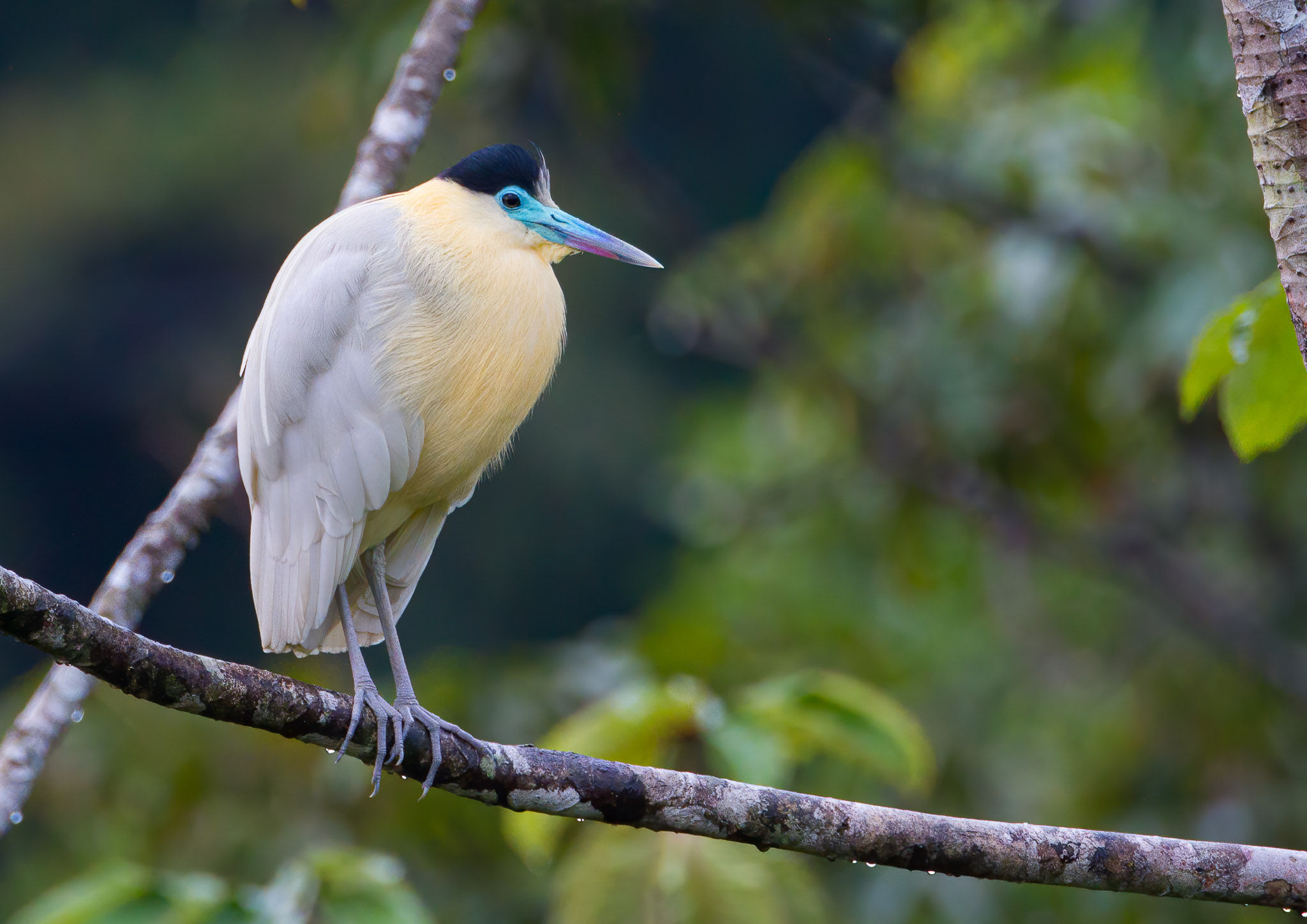 Capped Heron