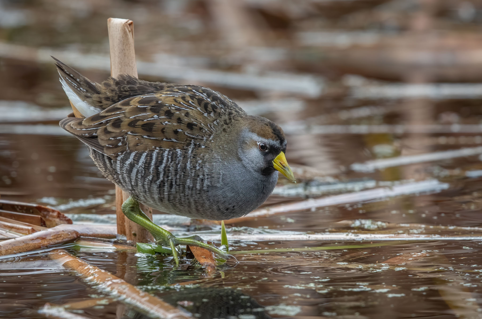 Sora