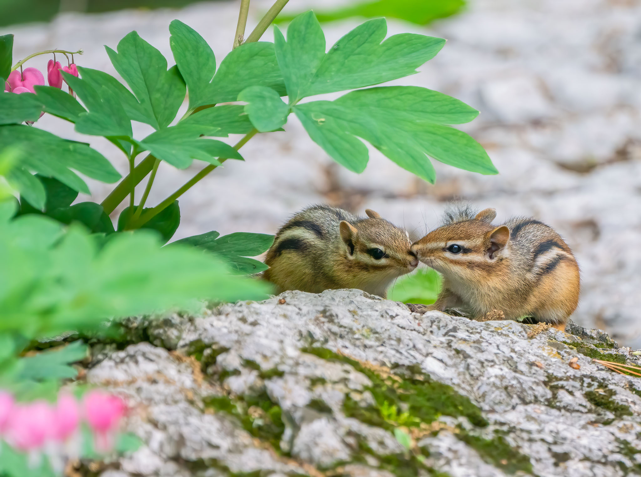 Eastern Chipmunk