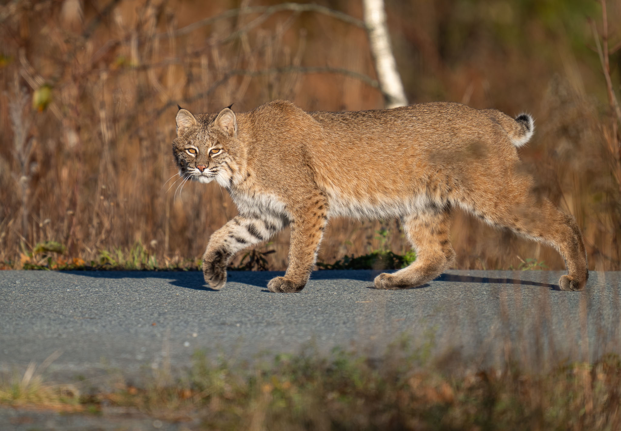 Bobcat