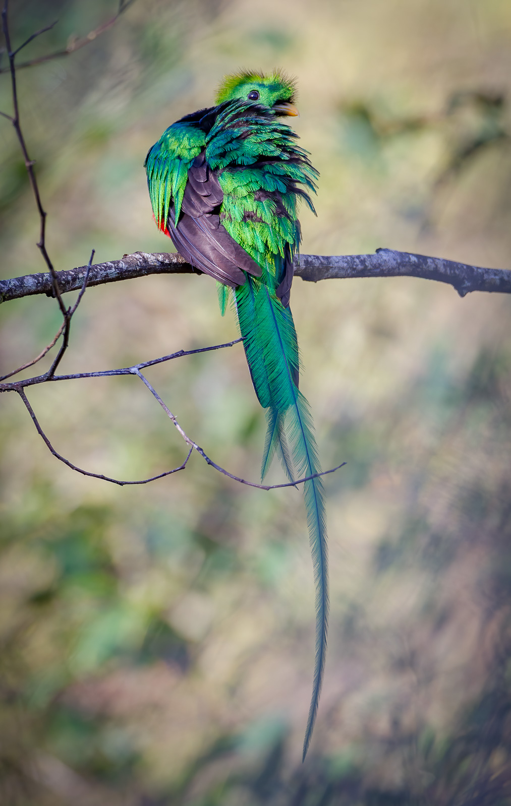 Resplendent Quetzal