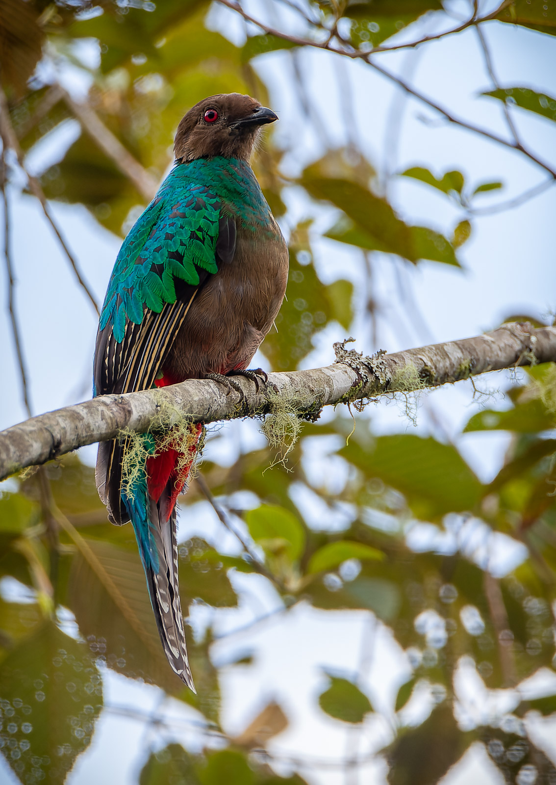 Golden-headed Quetzal