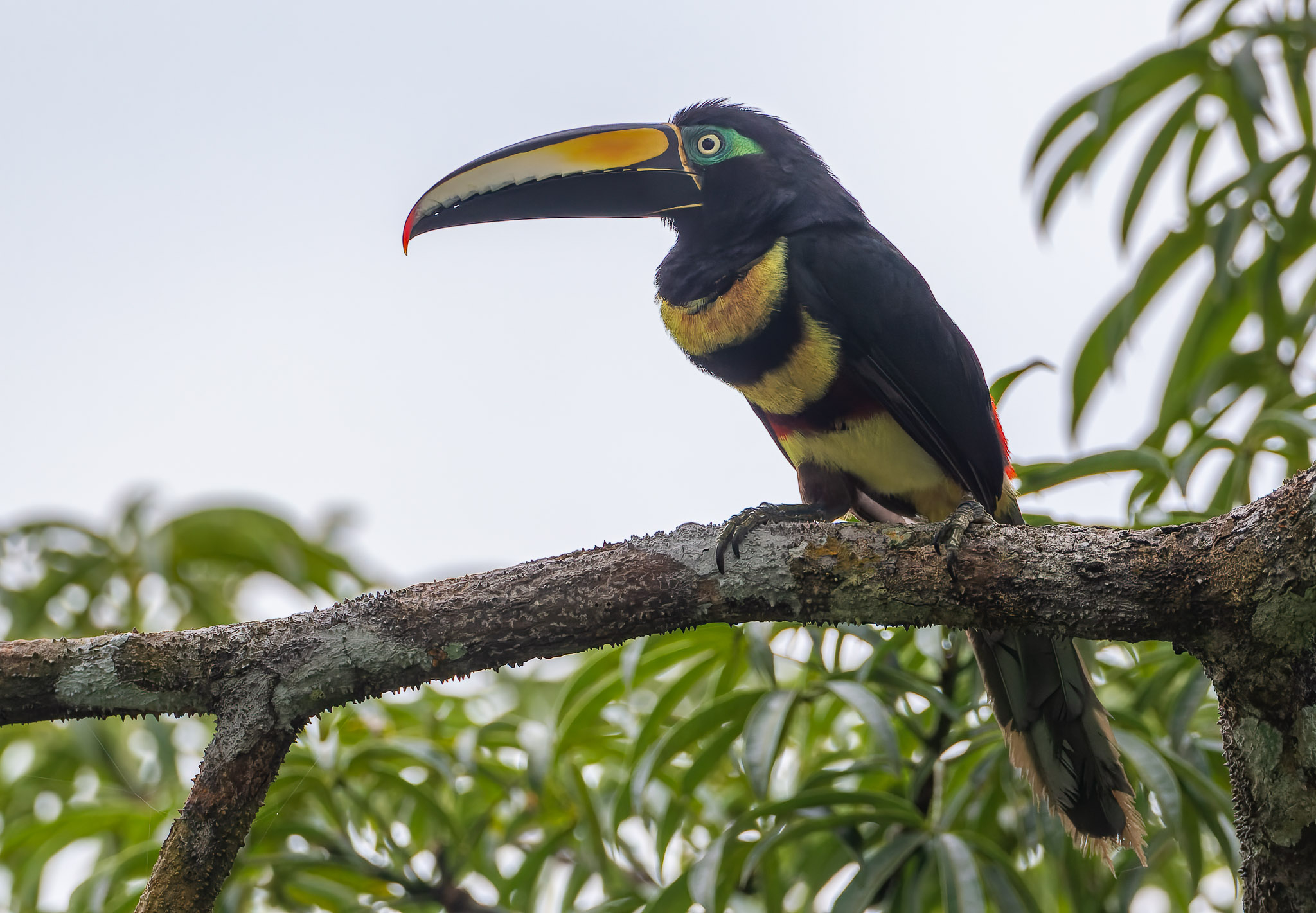 Many-banded Aracari