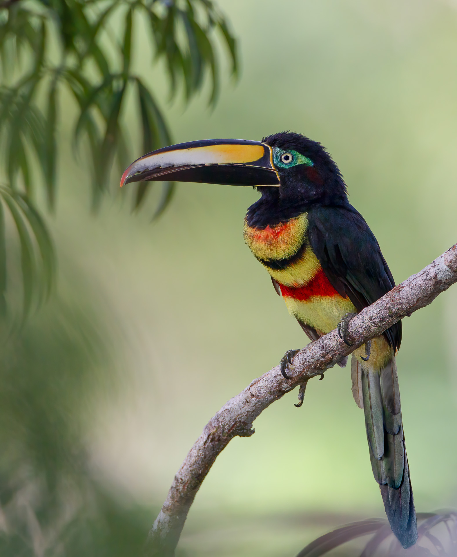 Many-banded Araçari