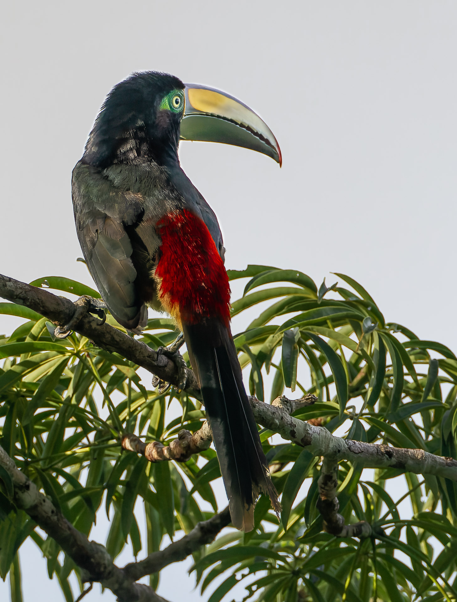 Many-banded Aracari