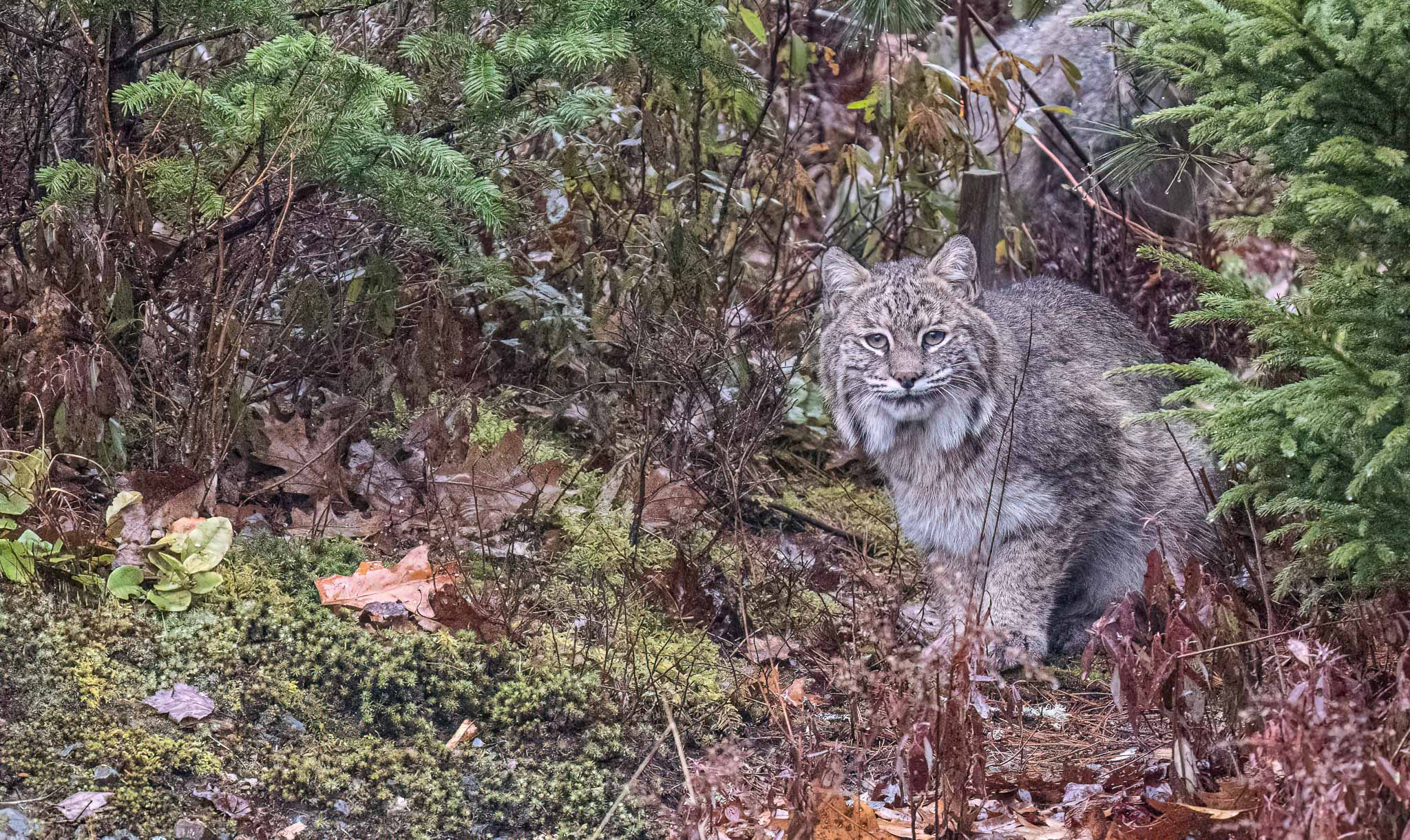 Bobcat