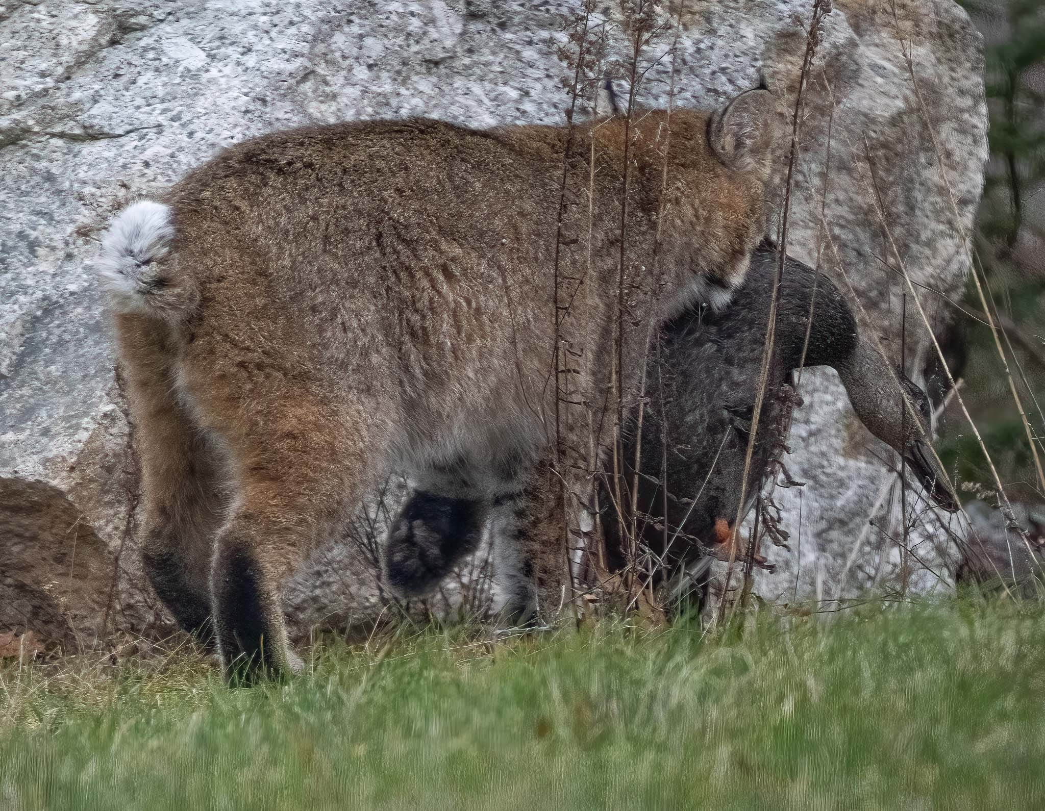 Bobcat