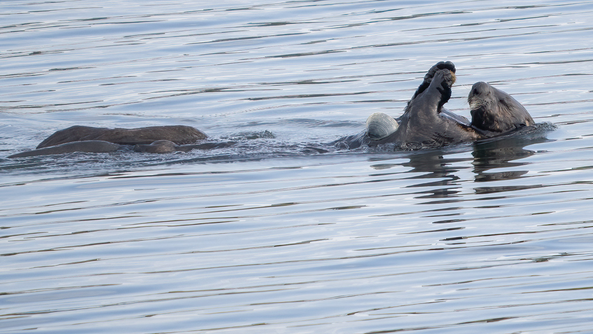 Sea Otter
