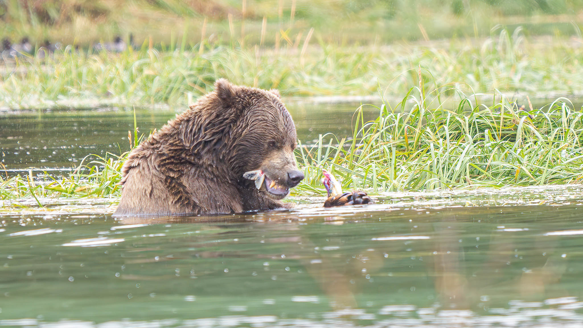 Coastal Brown Bear