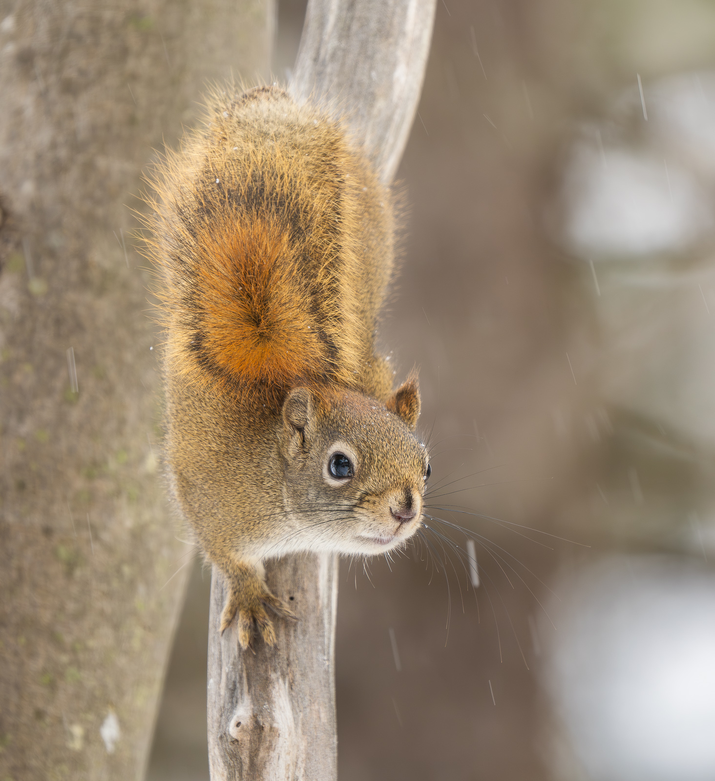 Red Squirrel