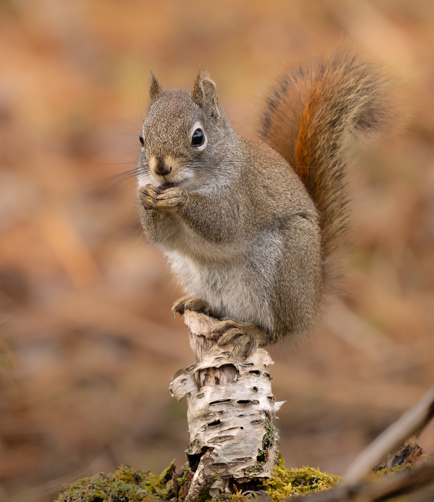 Red Squirrel