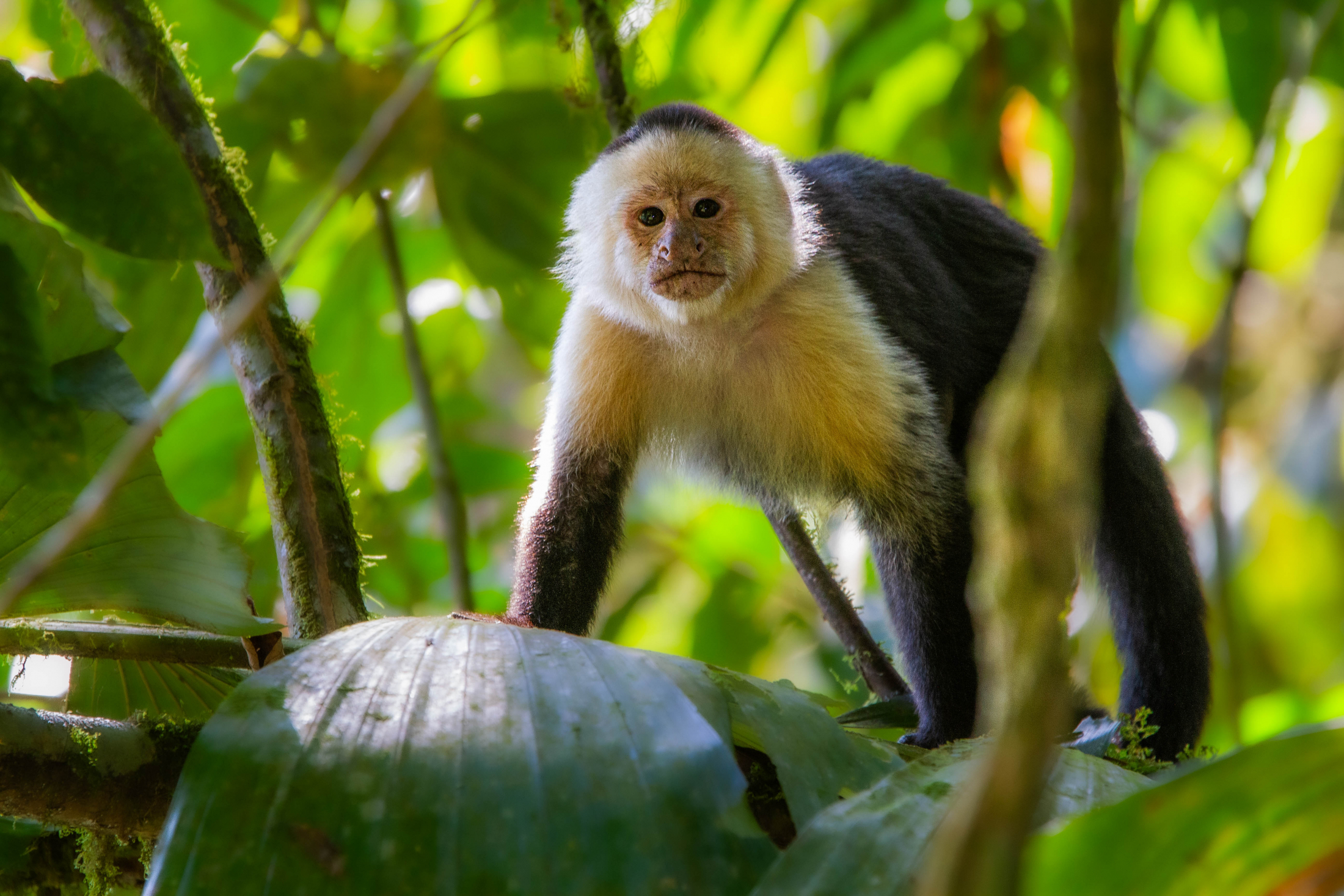 White-faced Capuchin