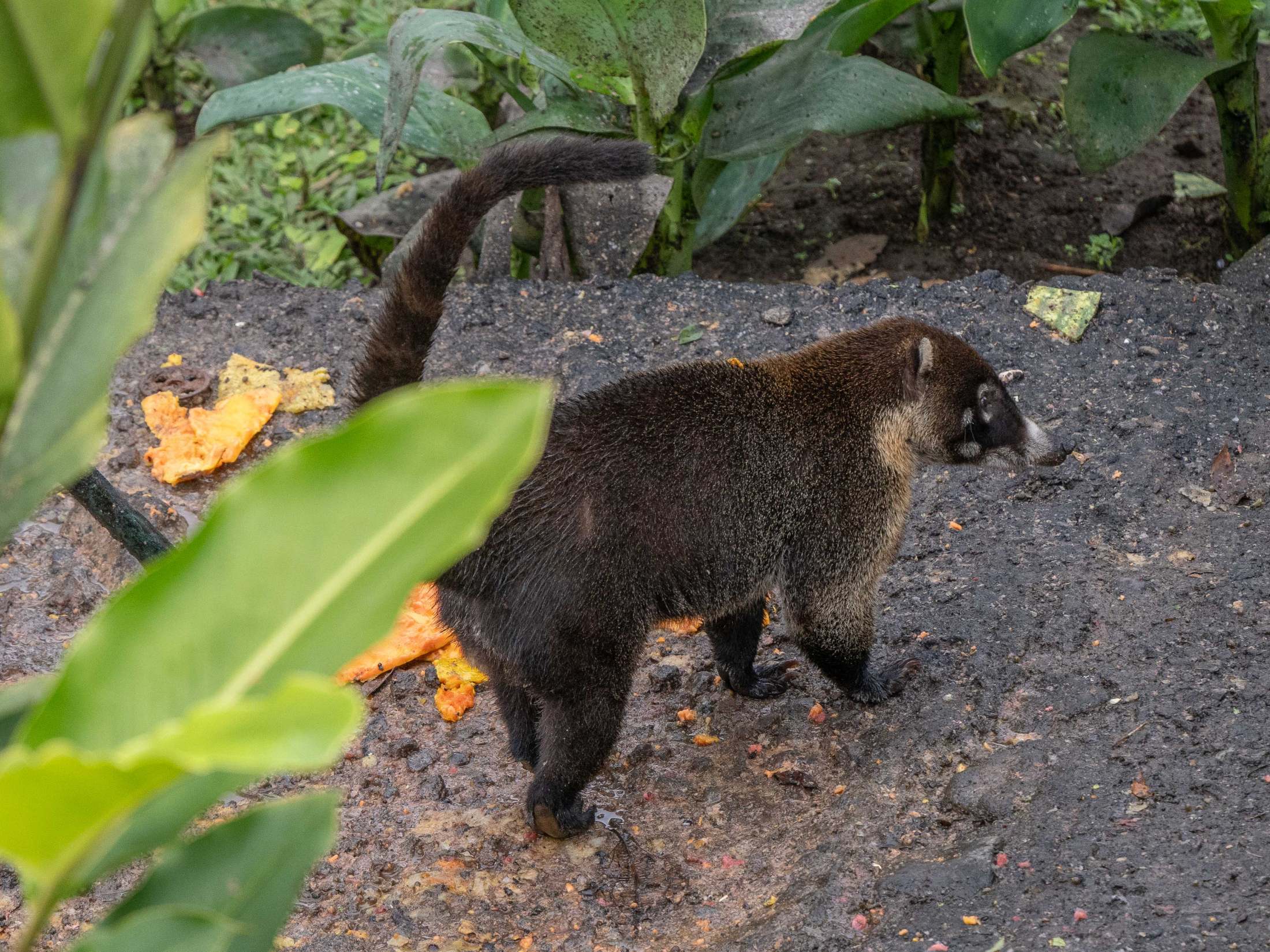 Coati