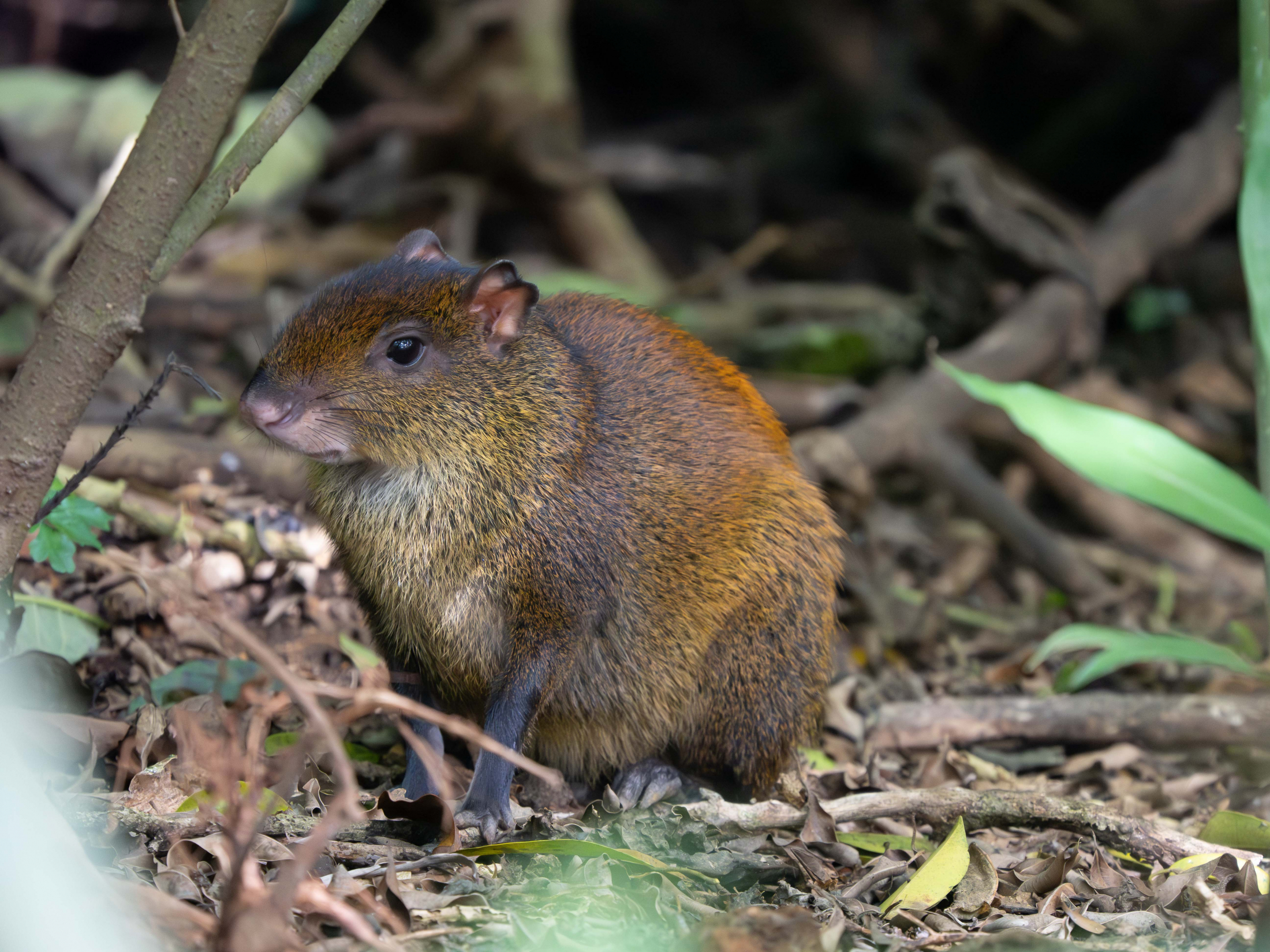 Agouti