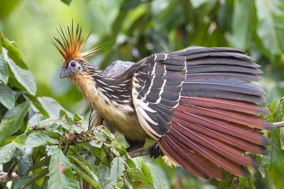 Hoatzin