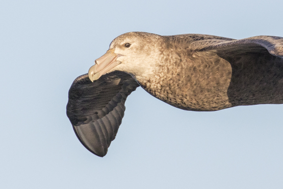 Northern Giant Petrel