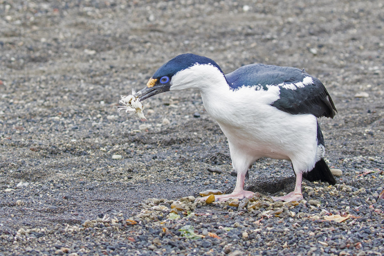 Antarctic Shag