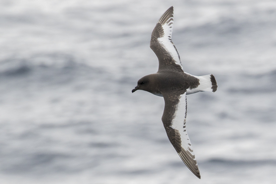 Antarctic Petrel