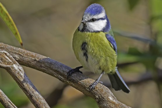 Blue Tit