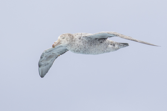 Northern Giant Petrel