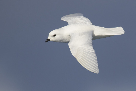 Snow Petrel