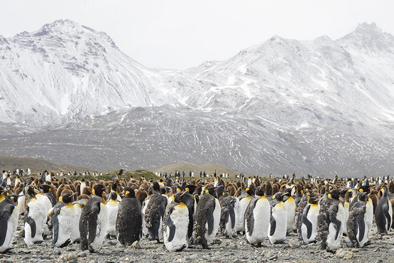 King Penguin, South Georgia