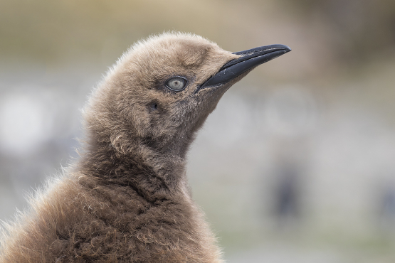 King Penguin, South Georgia