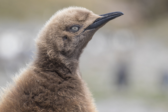 King Penguin, South Georgia