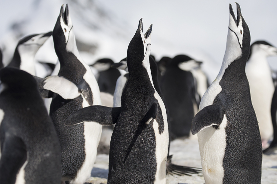 Chinstrap Penguin