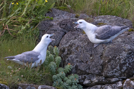 Northern Fulmar