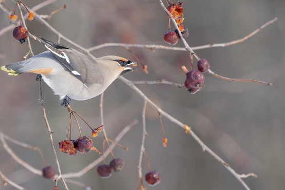 Bohemian Waxwing