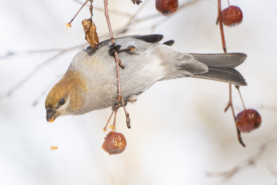 Pine Grosbeak