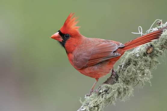 Northern Cardinal
