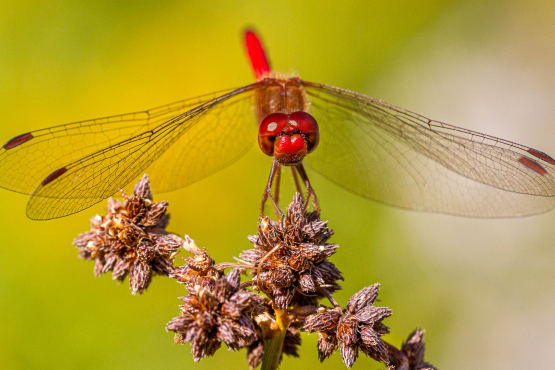 Ruby Meadowhawk