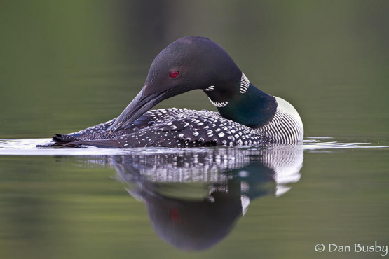 Common Loon