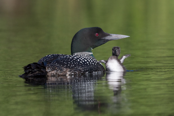 Loon